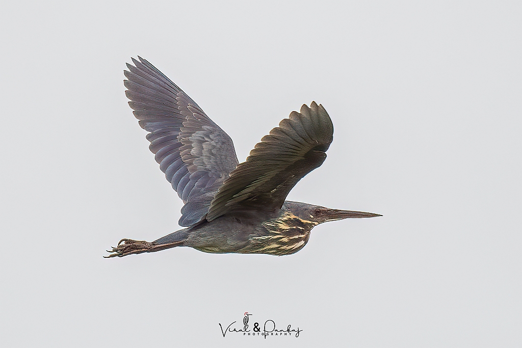 Black Bittern